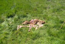 ASAJA Salamanca denuncia un nuevo ataque de buitres en la comarca de Béjar