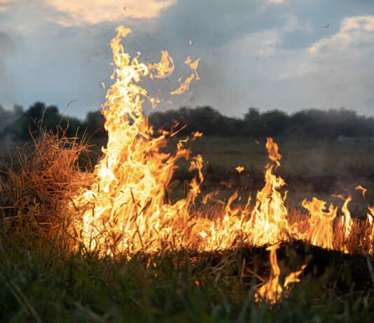 Nueva relación de 39 agricultores beneficiarios en la línea de ayudas por superficie sin cosechar tras los incendios de 2025