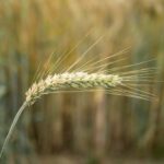 Ampliación de modificaciones del Seguro de rendimientos del cereal (línea 309)