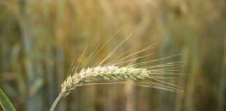 Ampliación de modificaciones del Seguro de rendimientos del cereal (línea 309)