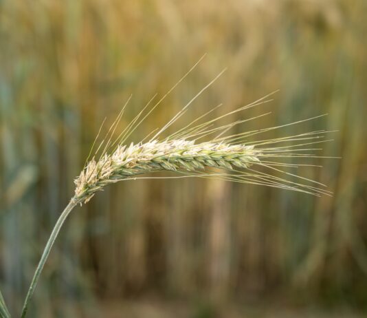 Ampliación de modificaciones del Seguro de rendimientos del cereal (línea 309)