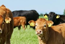 ASAJA Salamanca denuncia que la tuberculosis bovina vuelve a empeorar y exige un cambio de estrategia sanitaria