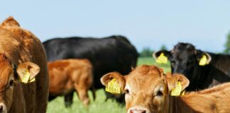 ASAJA Salamanca denuncia que la tuberculosis bovina vuelve a empeorar y exige un cambio de estrategia sanitaria