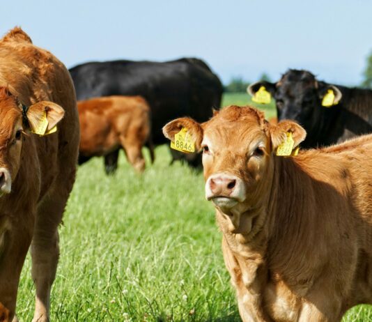ASAJA Salamanca denuncia que la tuberculosis bovina vuelve a empeorar y exige un cambio de estrategia sanitaria