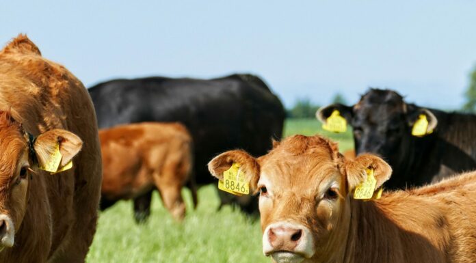 ASAJA Salamanca denuncia que la tuberculosis bovina vuelve a empeorar y exige un cambio de estrategia sanitaria