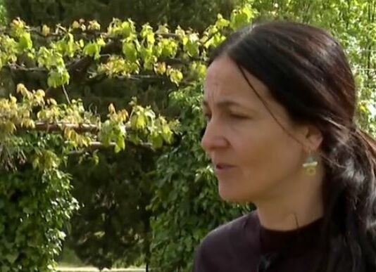 Ovejas Nez Noir de Valais, inicio de un proyecto agroturístico- Campo Salmantino, 4 de mayo de 2026 ovejas nez noir