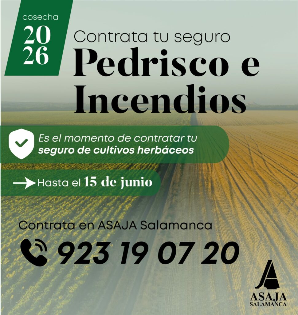 pedrisco e incendio