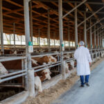 Nuevo curso sobre Bienestar Animal, Bioseguridad y Sanidad Animal en explotaciones bovinas