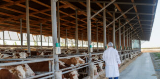 Nuevo curso sobre Bienestar Animal, Bioseguridad y Sanidad Animal en explotaciones bovinas