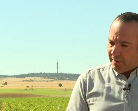 La cosecha de cereales no cubrirá los costes de producción- Campo Salmantino, 15 de junio de 2026