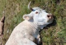 ASAJA Salamanca denuncia un ataque de buitres en Villasbuenas que ha provocado la muerte de una vaca y un ternero recién nacido