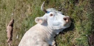 ASAJA Salamanca denuncia un ataque de buitres en Villasbuenas que ha provocado la muerte de una vaca y un ternero recién nacido