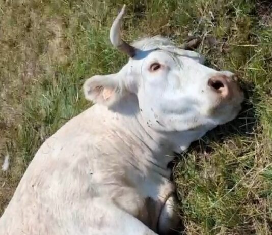 ASAJA Salamanca denuncia un ataque de buitres en Villasbuenas que ha provocado la muerte de una vaca y un ternero recién nacido