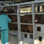 Hasta el 30 de agosto, solicitud de las ayudas 2026 para sustituir reses sacrificadas por enfermedades de los rumiantes