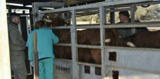 Hasta el 30 de agosto, solicitud de las ayudas 2026 para sustituir reses sacrificadas por enfermedades de los rumiantes