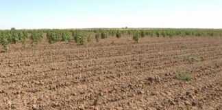 La rosca vuelve a atacar el girasol en la Armuña- Campo Salmantino, 20 de julio de 2026,