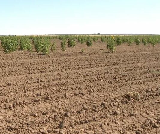 La rosca vuelve a atacar el girasol en la Armuña- Campo Salmantino, 20 de julio de 2026,