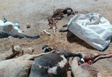 Un ataque de lobos deja seis ovejas muertas y otras seis gravemente heridas en Santa María de Sando
