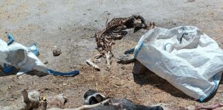 Un ataque de lobos deja seis ovejas muertas y otras seis gravemente heridas en Santa María de Sando
