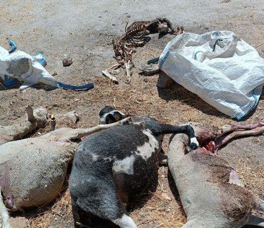 Un ataque de lobos deja seis ovejas muertas y otras seis gravemente heridas en Santa María de Sando