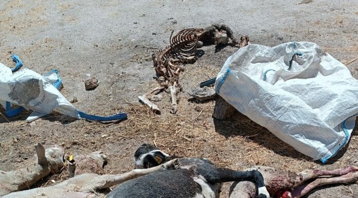 Un ataque de lobos deja seis ovejas muertas y otras seis gravemente heridas en Santa María de Sando