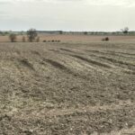 Flexibilizado el ecorrégimen de biodiversidad: se autorizada la recolección anticipada del cereal no cosechado de la superficie SENP a partir del 1 de agosto