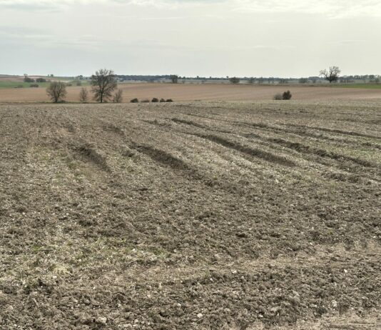 Flexibilizado el ecorrégimen de biodiversidad: se autorizada la recolección anticipada del cereal no cosechado de la superficie SENP a partir del 1 de agosto