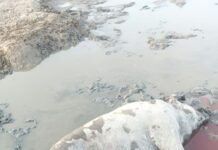 ASAJA Salamanca denuncia cuatro ataques de lobo en agosto en una explotación de Villaseco de los Reyes