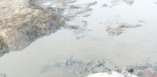 ASAJA Salamanca denuncia cuatro ataques de lobo en agosto en una explotación de Villaseco de los Reyes