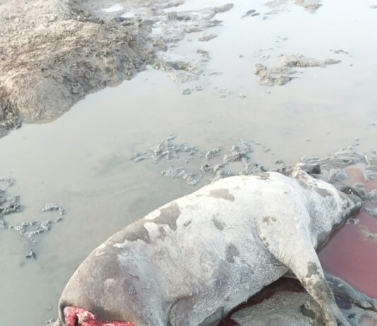 ASAJA Salamanca denuncia cuatro ataques de lobo en agosto en una explotación de Villaseco de los Reyes