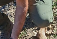 Dos nuevos ataques de lobo dejan dos terneros muertos en explotaciones de Almendra y Cabeza de Framontanos
