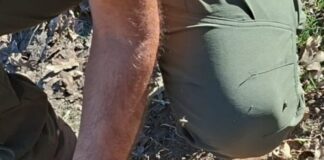 Dos nuevos ataques de lobo dejan dos terneros muertos en explotaciones de Almendra y Cabeza de Framontanos