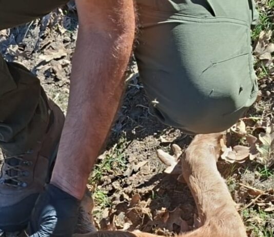 Dos nuevos ataques de lobo dejan dos terneros muertos en explotaciones de Almendra y Cabeza de Framontanos