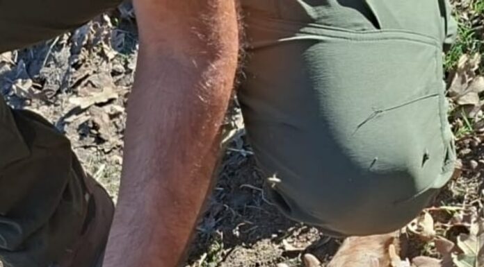 Dos nuevos ataques de lobo dejan dos terneros muertos en explotaciones de Almendra y Cabeza de Framontanos