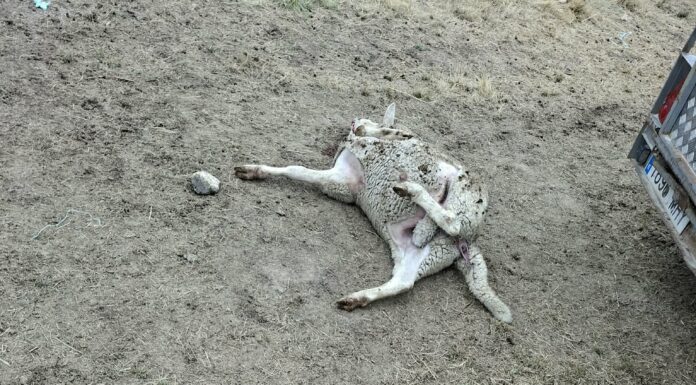 Nuevos ataques de lobo dejan siete animales muertos y cinco heridos en explotaciones salmantinas