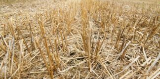 Declarada situación fitosanitaria excepcional por el riesgo de expansión del topillo y autoriza la quema controlada de rastrojos