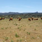 Bejar_Salamanca__5_junio