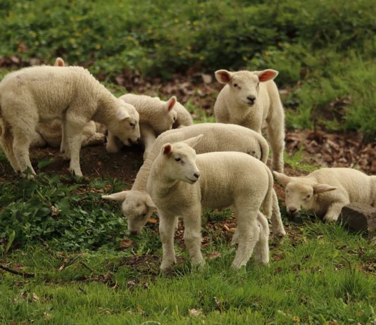 ASAJA pide a Junta y Ministerio que se refuercen los controles para evitar fraudes con el lechazo importado