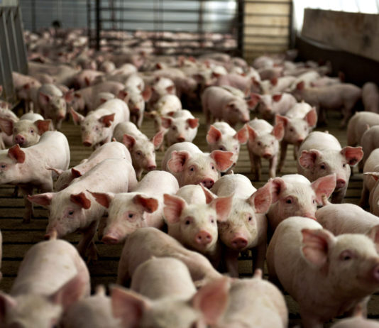 Asaja ve imposible cumplir la normativa sobre gestión de purines