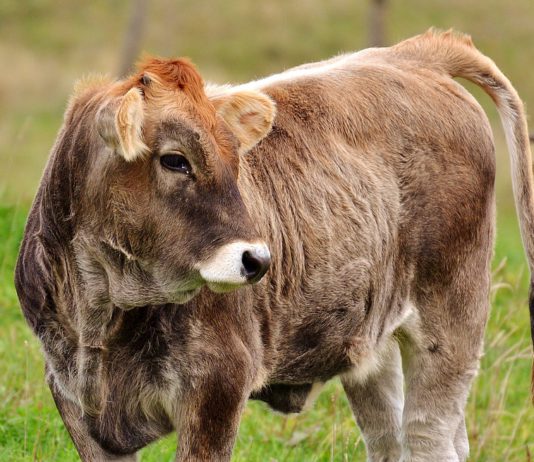 Asaja pide a la Junta una demora en la tramitación electrónica de las guías de ganado