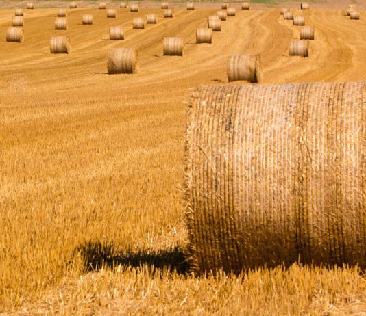 JORNADA INFORMATIVA AGRARIA LUNES 5 DE FEBRERO