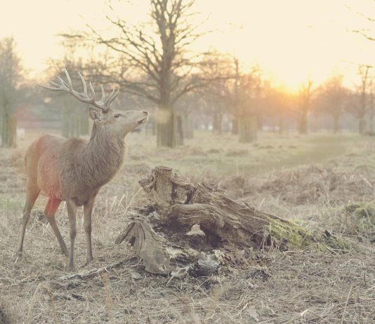 Asaja de Castilla y León valora la voluntad política de actuarsobre las enfermedades de las especies cinegéticas para avanzar en la sanidad animal y la salud humana
