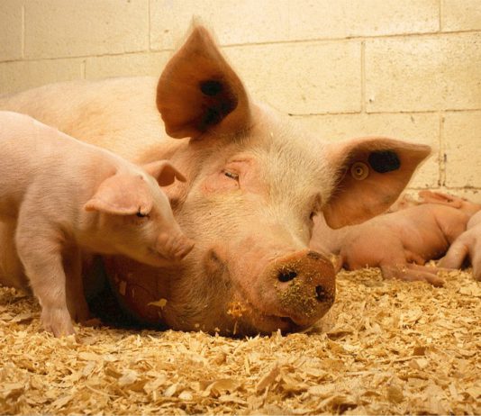 ASAJA DE CASTILLA Y LEON pide medidas para evitar que la peste porcina vuelva a nuestro país