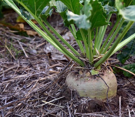 Consideraciones de Asaja tras la decisión anunciada hoy por AB AZUCARERA de recortar el precio de la remolacha