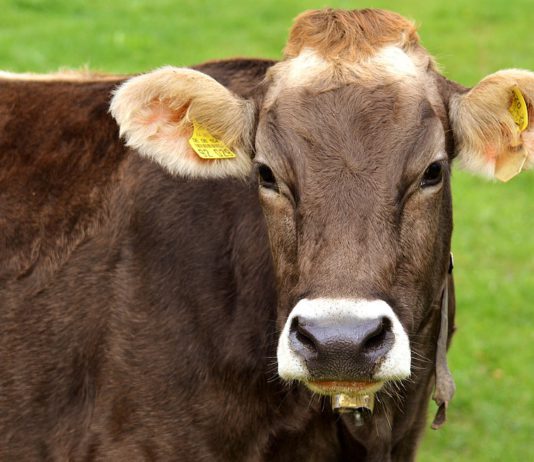 ASAJA reivindica como motor económico y social del medio rural al sector ganadero, en el día de su patrón, San Antón.