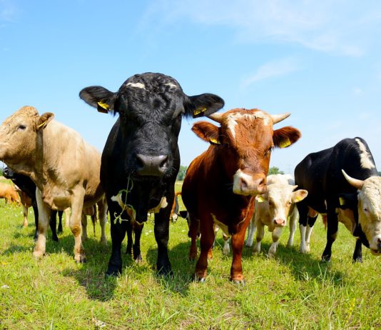 Asaja pide presupuesto y plazo amplios para atender todas las solicitudes de ayudas para el suministro de agua en explotaciones ganaderas de extensivo