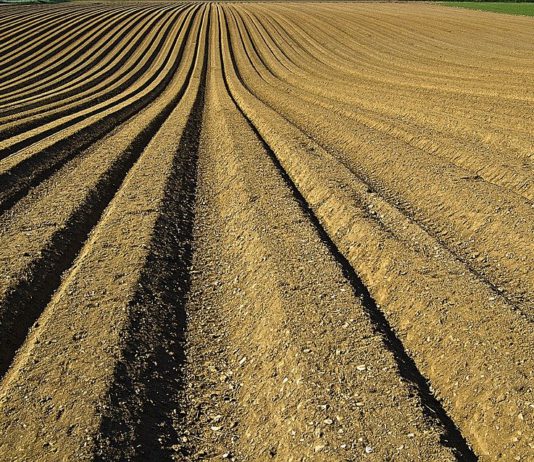 El alto índice de arrendamiento de tierras, una de las debilidades principales de la Agricultura de Castilla y León