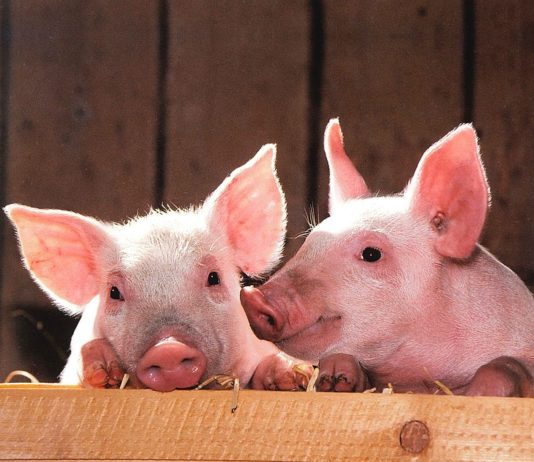 ASAJA SEGOVIA RECLAMA MEDIDAS URGENTES PARA EL SUBSECTOR DE LOS COCHINILLOS