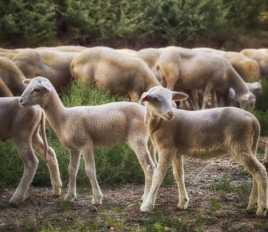 ASAJA PIDE QUE LAS AYUDAS PARA PALIAR LAS PÉRDIDAS EN CORDEROS Y CABRITOS LLEGUEN DIRECTAMENTE AL GANADERO, NO A INTERMEDIARIOS