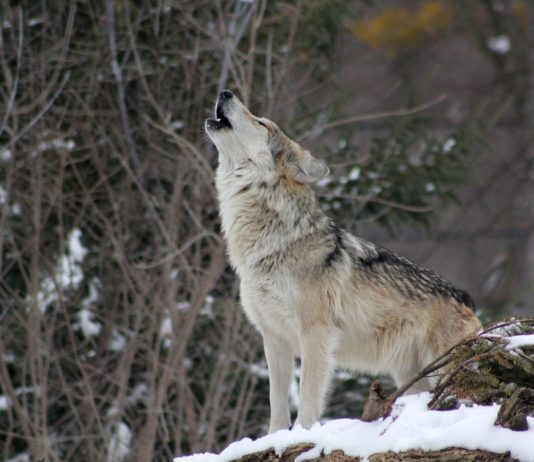 ASAJA de la Cornisa Cantábrica y Castilla y León advierten al Gobierno Central que incrementar la protección del lobo es un ataque a la ganadería extensiva y al mundo rural.